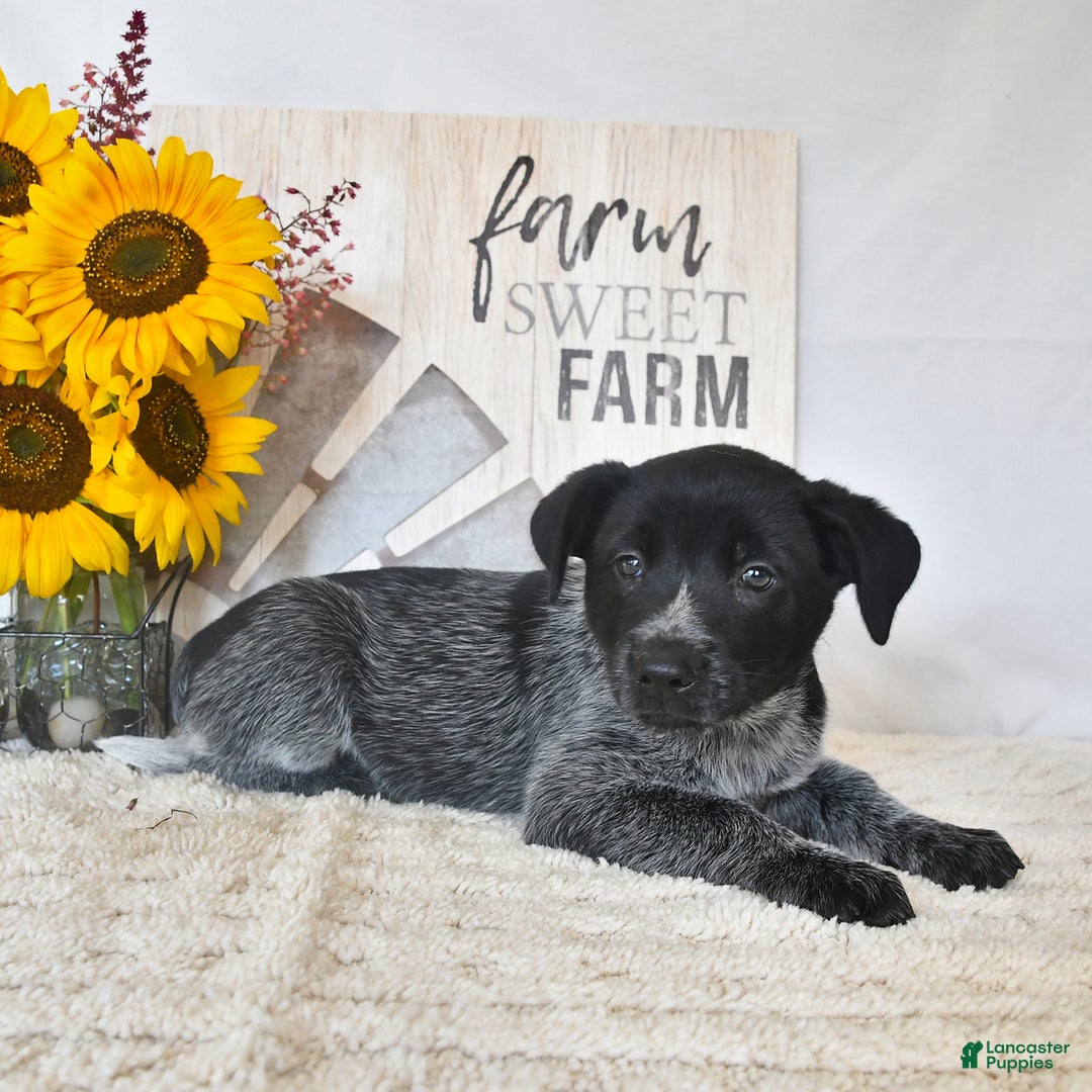 Australian Cattle Dog dogs for sale: Roxie - Image 1