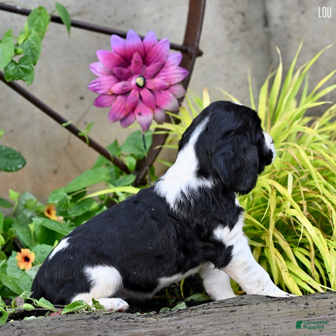 English Springer Spaniel dogs for sale: Lou - Image 5
