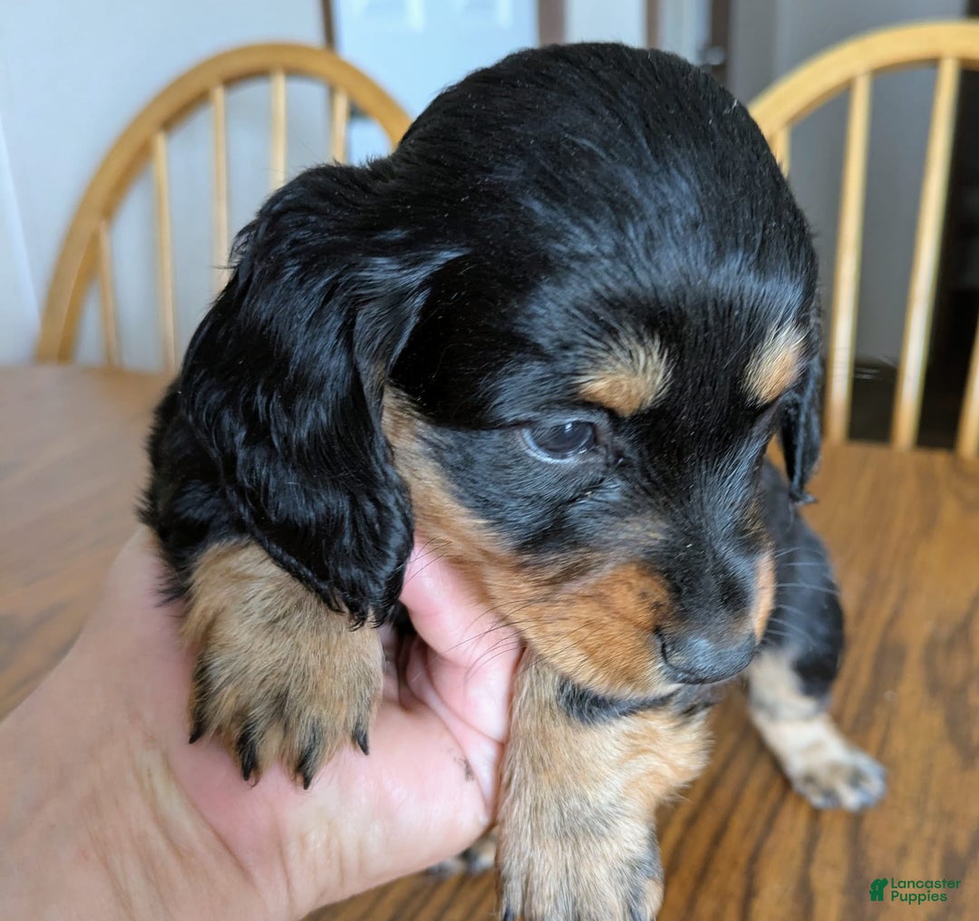 Miniature Dachshund dogs for sale: Brock - Image 4