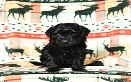 Yorkiepoo dogs for sale: Cinder - Image 1