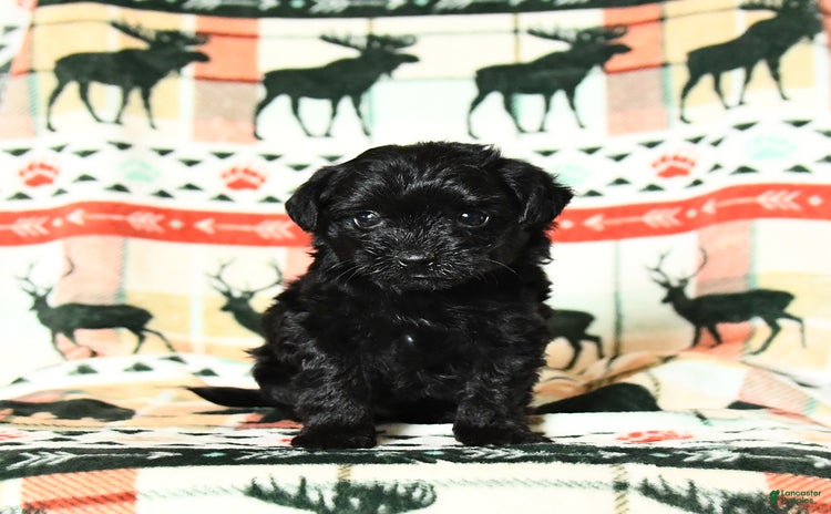 Yorkiepoo dogs - Advert 27