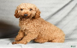 Miniature Poodle dogs for sale: Darla - Image 10