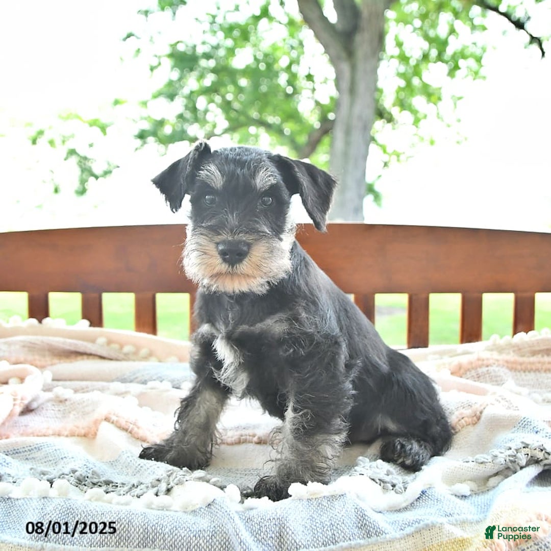 Miniature Schnauzer dogs for sale: Hector Champion Blood - Image 7