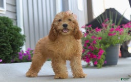 Goldendoodle dogs for sale: Sierra - Image 7