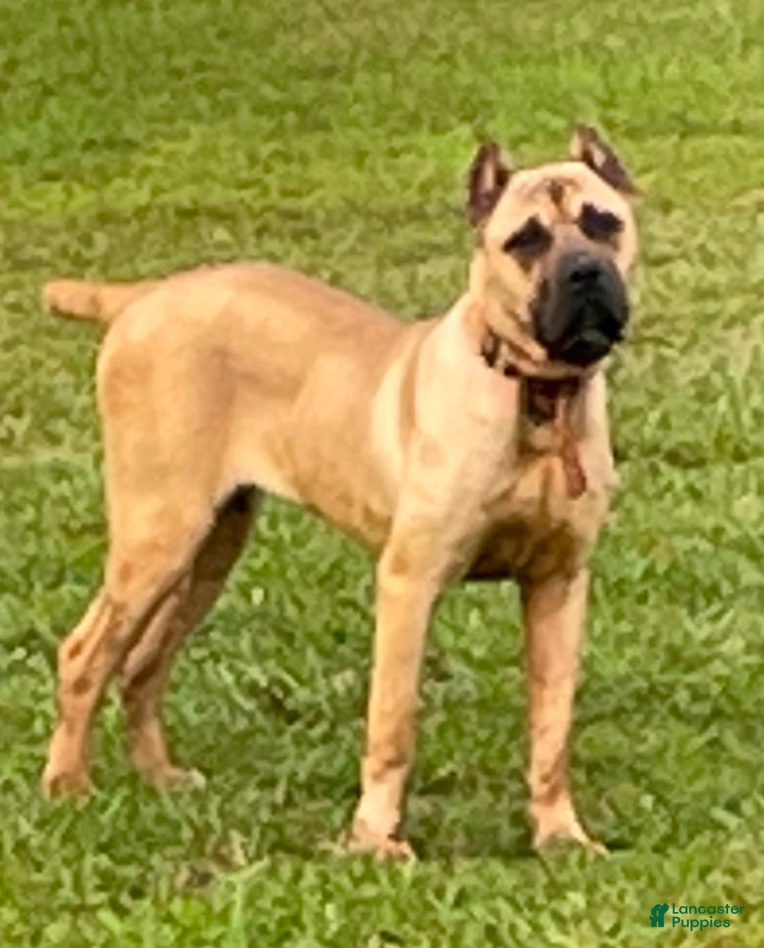 Cane Corso dogs for stud: Markavelis Sean Taylor The Great - Image 1