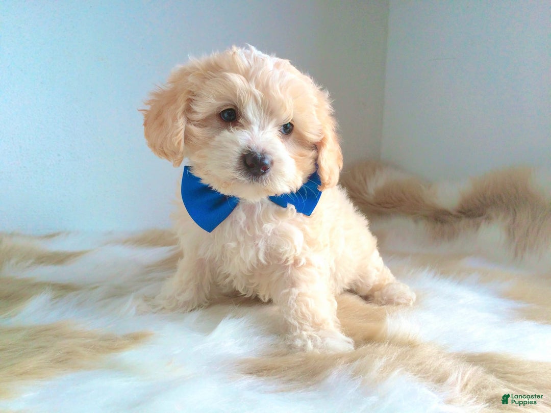 Maltipoo dogs for sale: Angel - Image 8