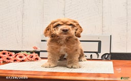 Cocker Spaniel dogs for sale: Cheddar - Image 3