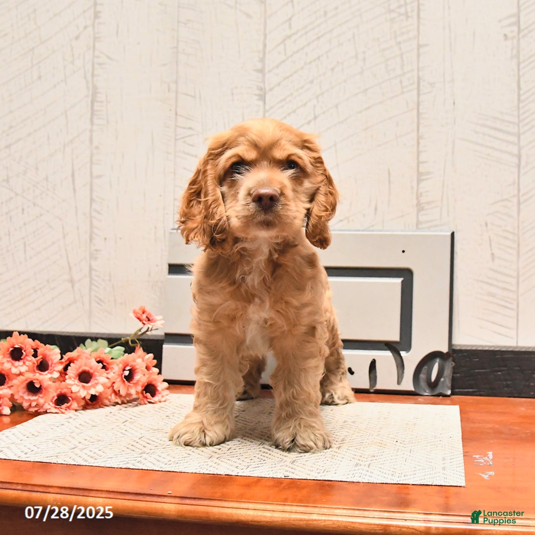 Cocker Spaniel dogs for sale: Cheddar - Image 3