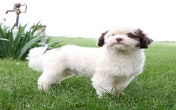 Shihpoo dogs for sale: Billy - Image 18