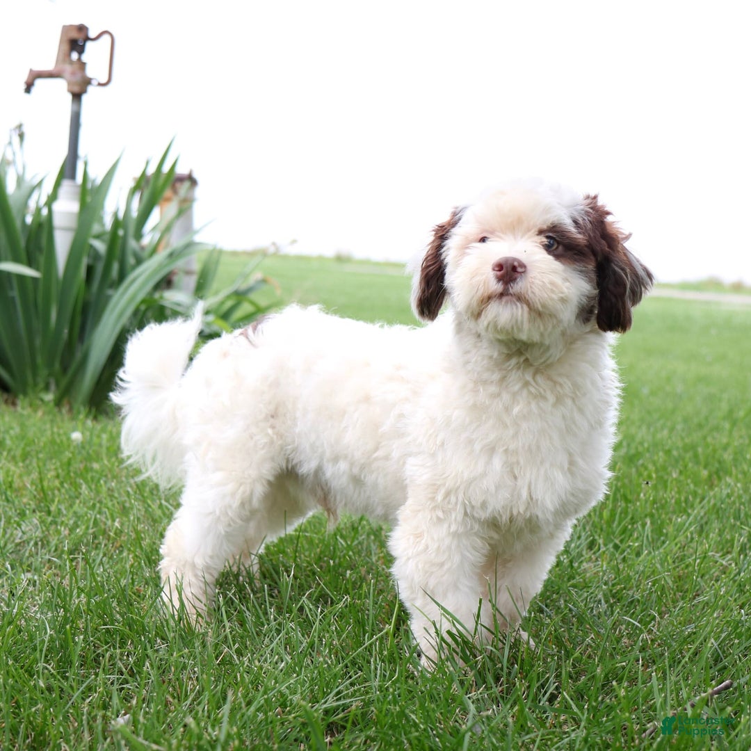 Shihpoo dogs for sale: Billy - Image 18