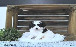Cavapoo dogs for sale: Cavapoo 5 puppies - Image 15