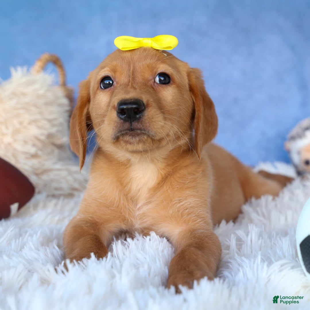 Labrador Retriever dogs for sale: Red Fox Geo - Image 10