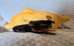 Yorkshire Terrier dogs for sale: Tt - Image 9