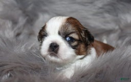 Shih Tzu dogs for sale: Anya Boy 1 - Image 4