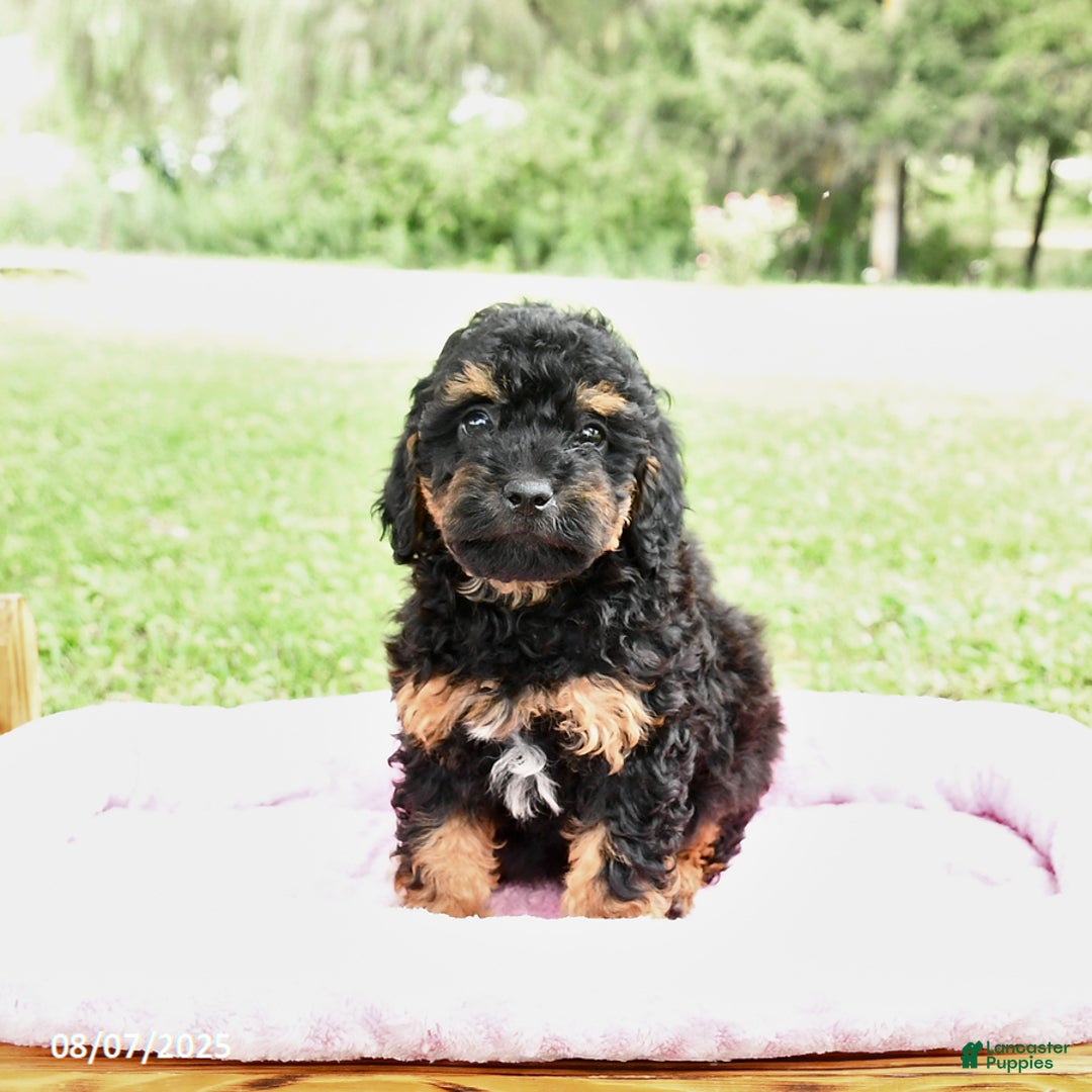 Miniature Poodle dogs for sale: Emma - Image 4