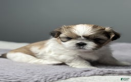 Shih Tzu dogs for sale: Bella - Image 5
