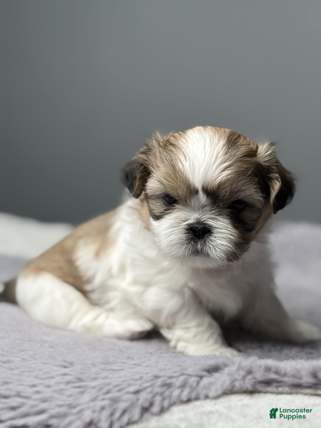 Shih Tzu dogs for sale: Bella - Image 5