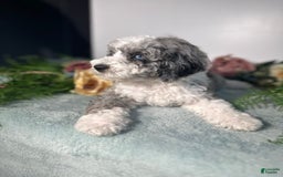Mini Bernedoodle dogs for sale: Pearl - Image 5