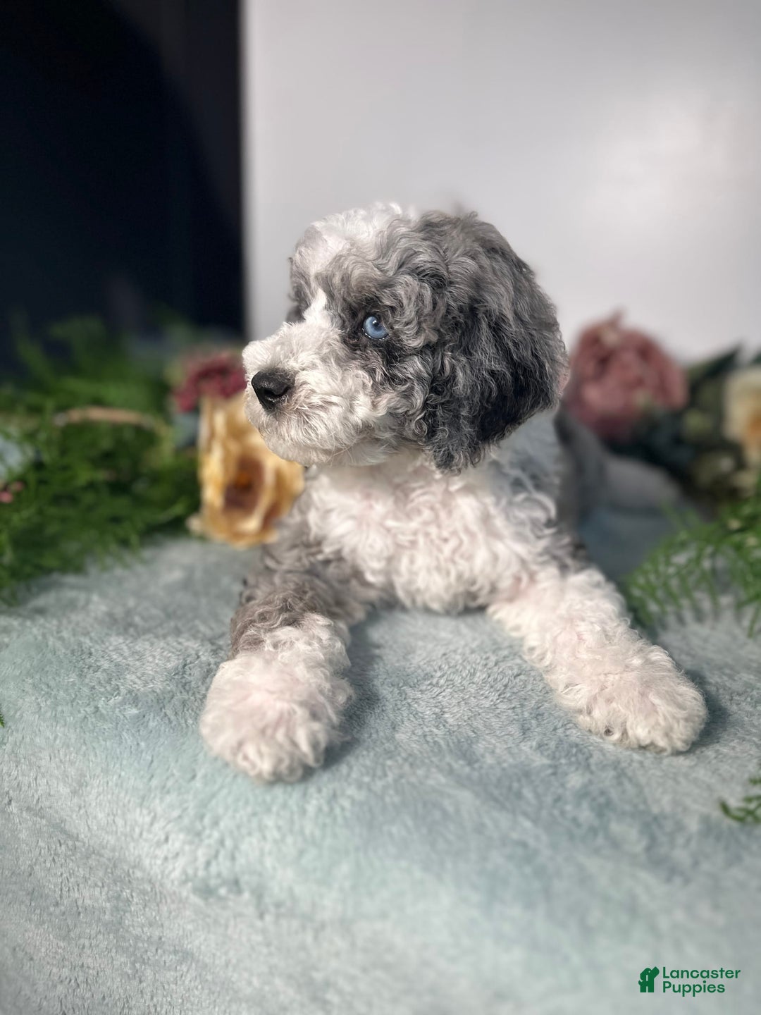 Mini Bernedoodle dogs for sale: Pearl - Image 5