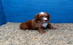 Cavapoo dogs for sale: Sean - Image 17