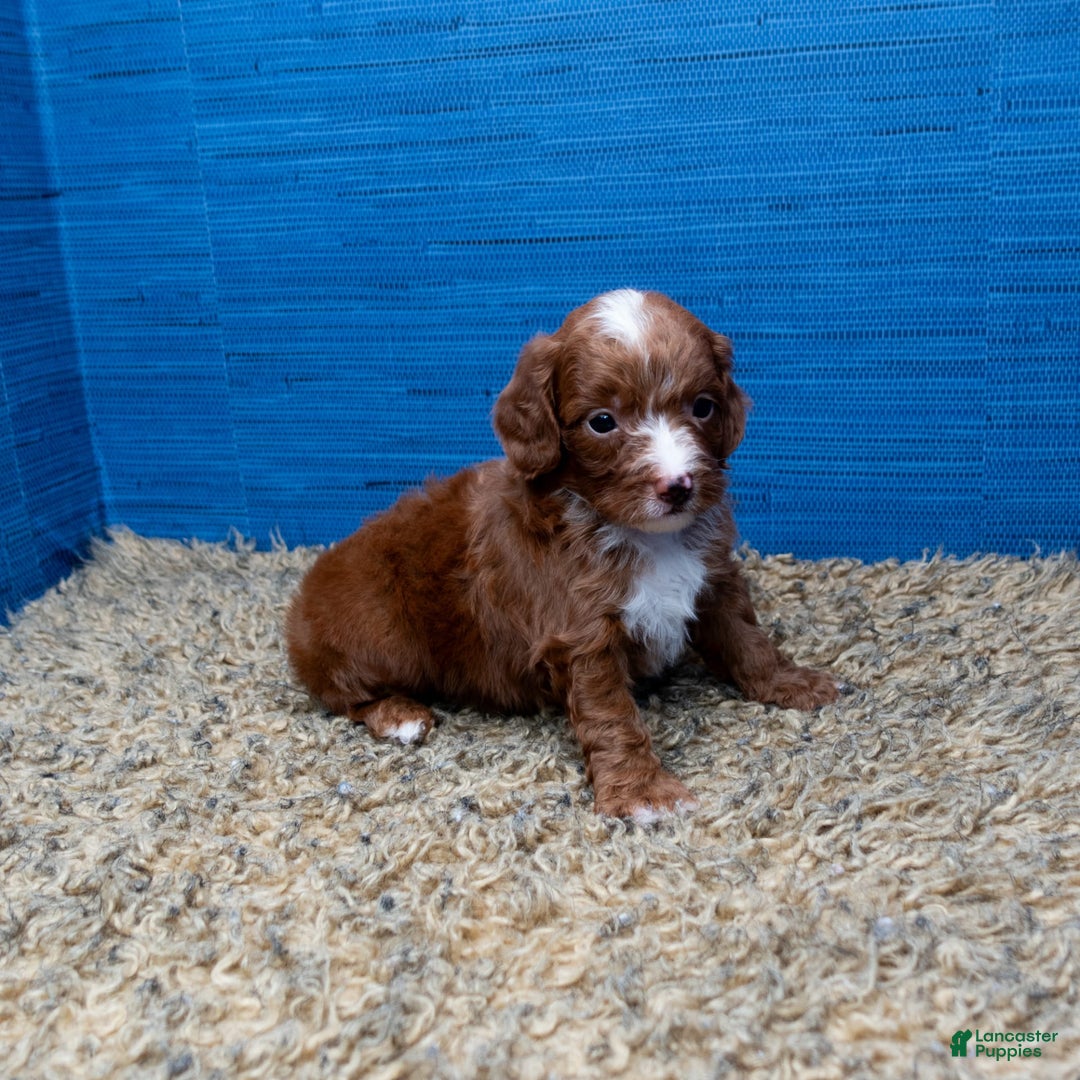 Cavapoo dogs for sale: Sean - Image 17