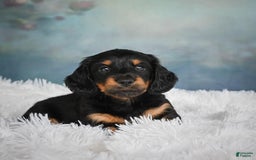 Miniature Dachshund dogs for sale: Miles - Image 9