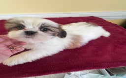 Shih Tzu dogs for sale: Shih Tzus - Image 3