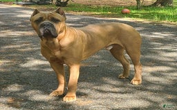 Cane Corso dogs for sale: Gza - Image 8