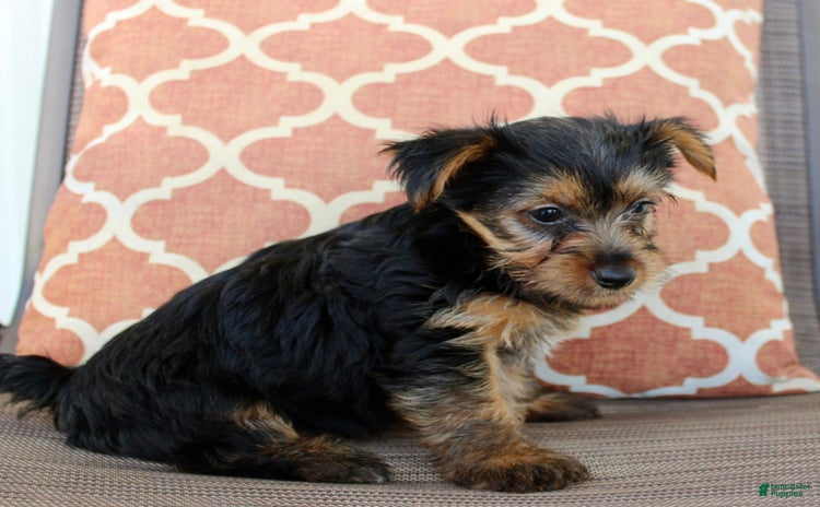 Yorkshire Terrier dogs for sale - Ad 3