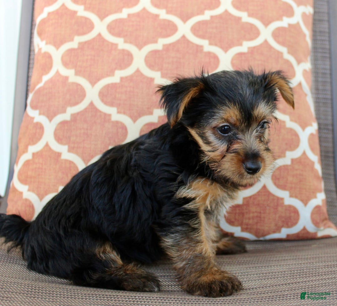 Yorkshire Terrier dogs for sale: Gracie - Image 1