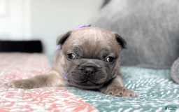 French Bulldog dogs for sale: Peacock blue fawn female Akc registration - Image 3