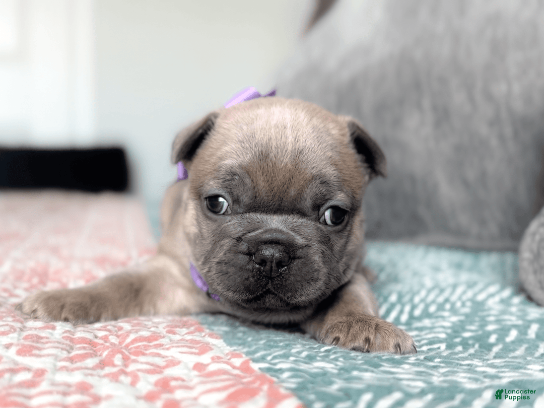 French Bulldog dogs for sale: Peacock blue fawn female Akc registration - Image 3