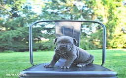 Cane Corso dogs for sale: Onyx - Image 3