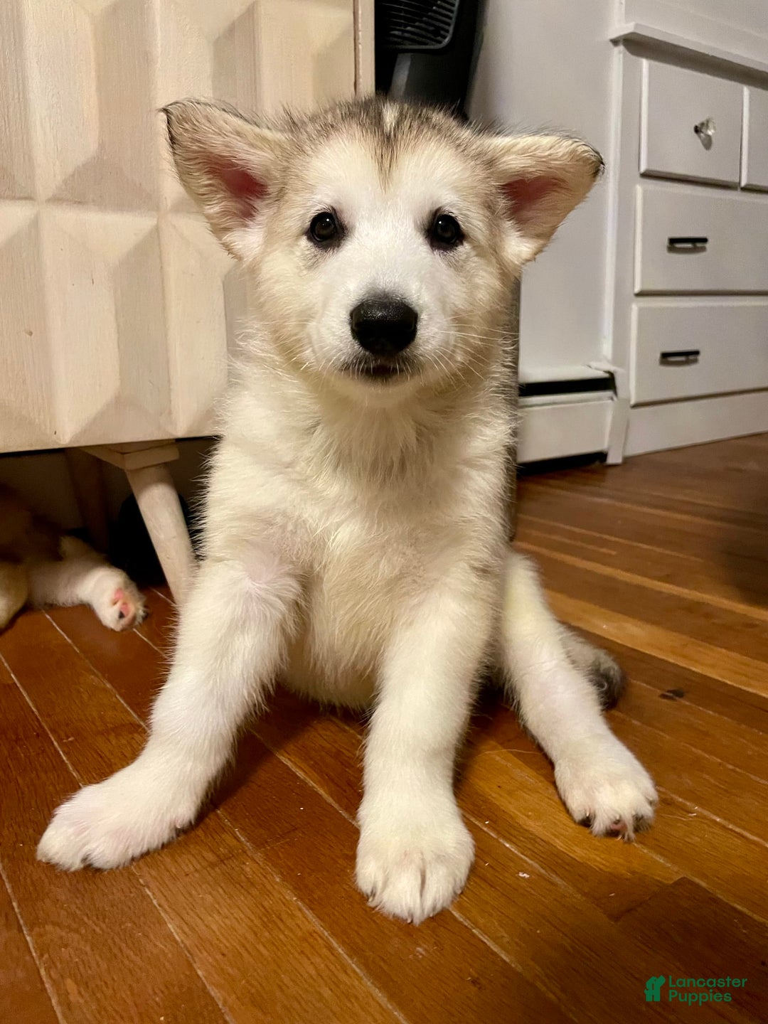 Alaskan Malamute dogs for sale: Denali - Image 3