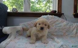 Golden Retriever dogs for sale: Erin - Image 26