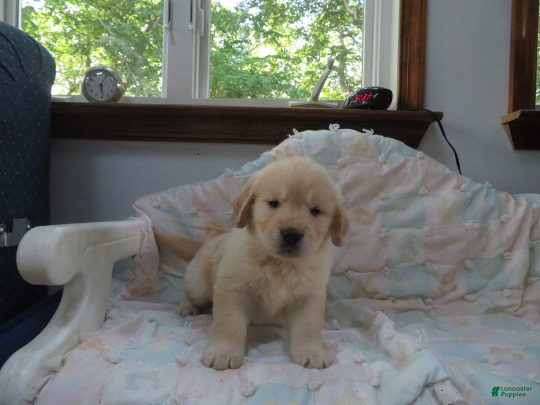 Golden Retriever dogs for sale: Erin - Image 26
