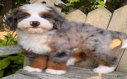 Mini Bernedoodle dogs for sale: 💙 In Boston Massachusetts 💙 One Blue Eye 💙 Mini Bernedoodle 💙 - Image 3