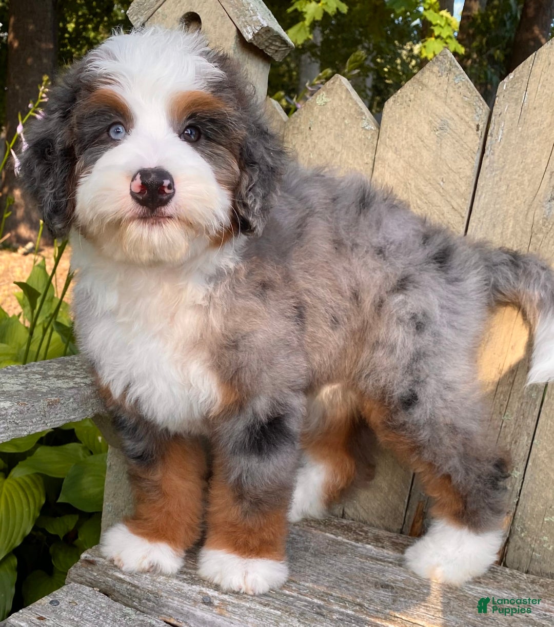 Mini Bernedoodle dogs for sale: 💙 In Boston Massachusetts 💙 One Blue Eye 💙 Mini Bernedoodle 💙 - Image 3