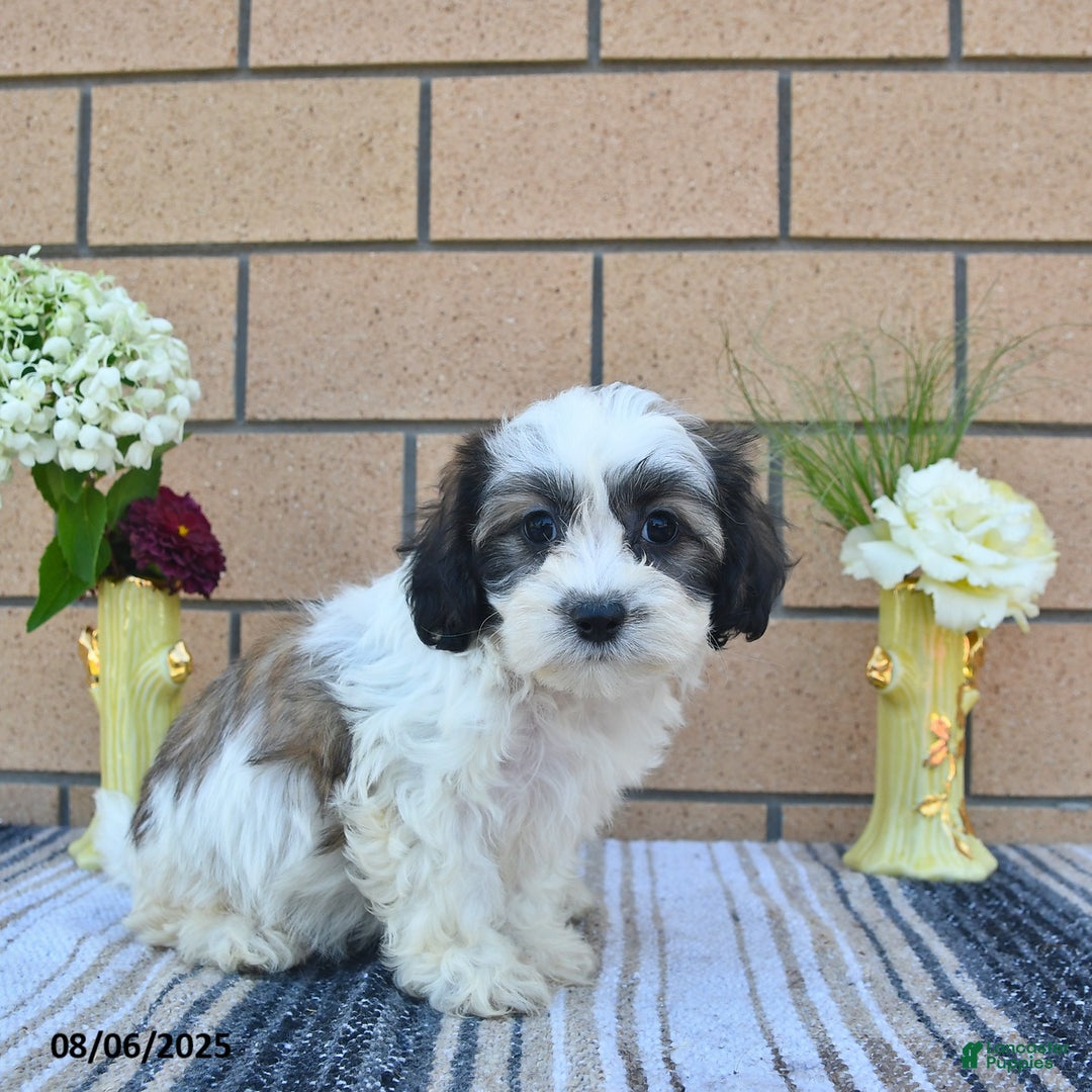 Teddy Bear dogs for sale: Freckles - Image 3