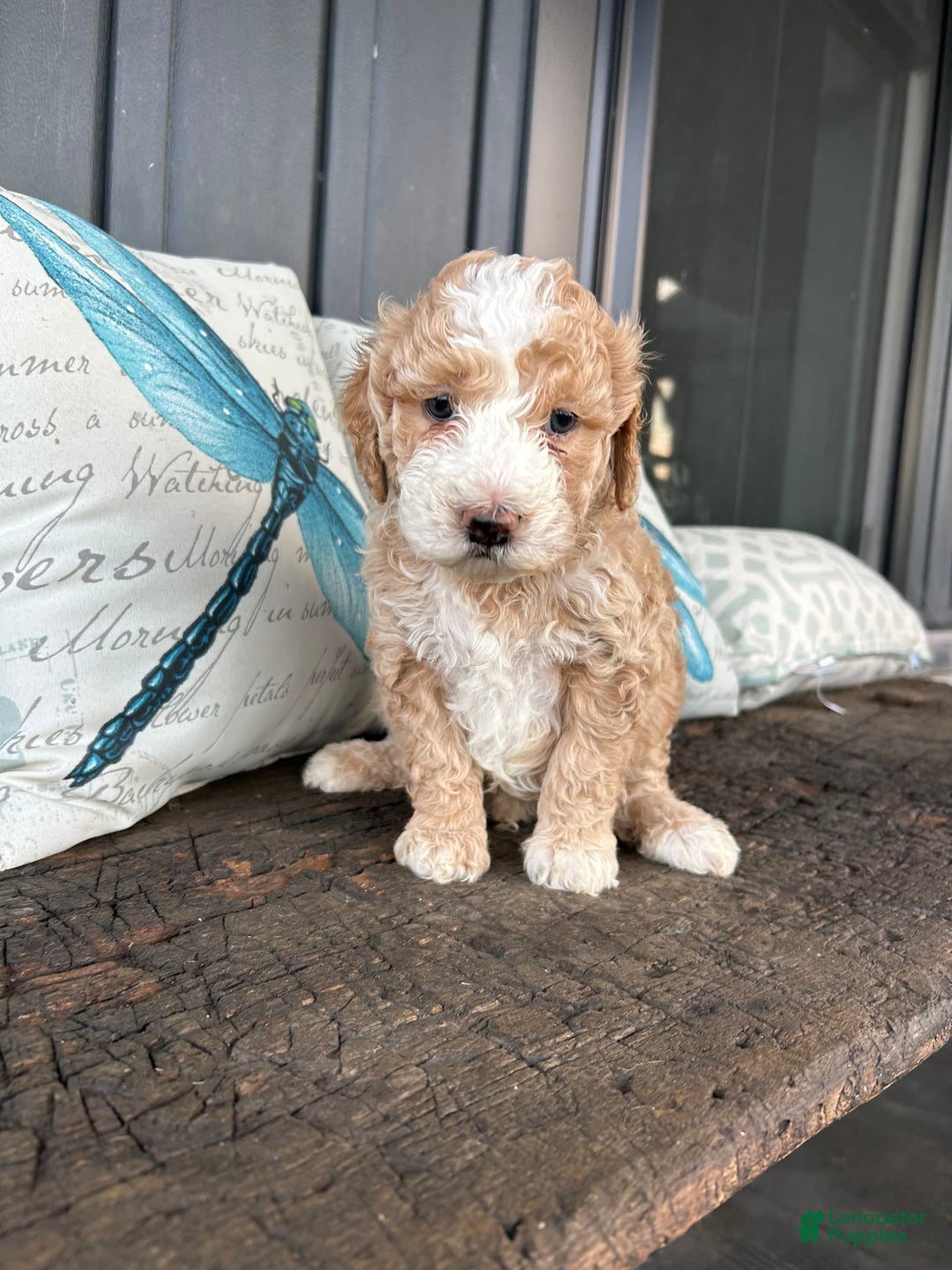 Aussiedoodle dogs for sale: Alder - Image 1