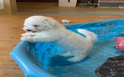 Bichon Frise dogs for sale: James - Image 6