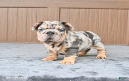 French Bulldog dogs for sale: Domino - Image 1