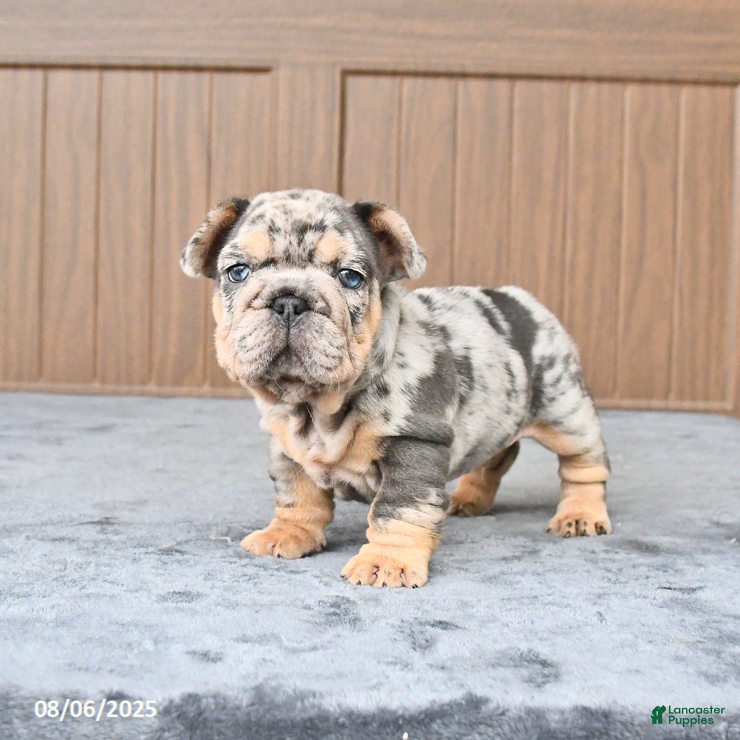French Bulldog dogs for sale: Domino - Image 1