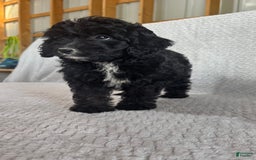 Mini Aussiedoodle dogs for sale: Harper - Image 2