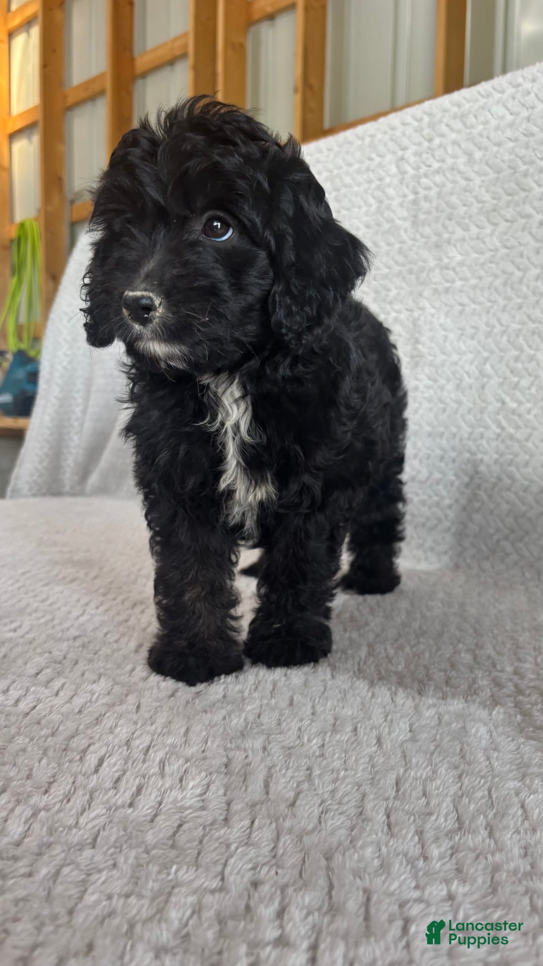Mini Aussiedoodle dogs for sale: Harper - Image 2