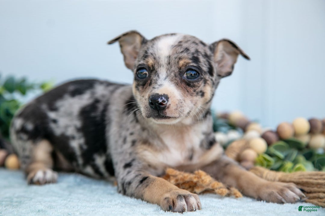 Chihuahua dogs for sale: Patience - Image 3
