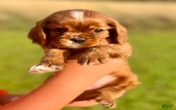 Cavalier King Charles Spaniel dogs for sale: George - Image 3