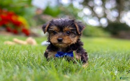 Yorkshire Terrier dogs for sale: Theodore - Image 7