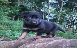 German Shepherd dogs for sale: Kat - Image 11