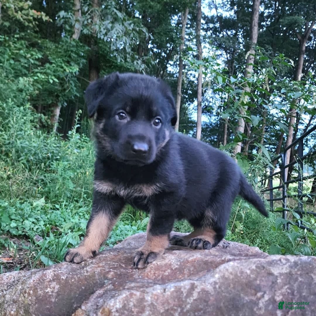 German Shepherd dogs for sale: Kat - Image 11